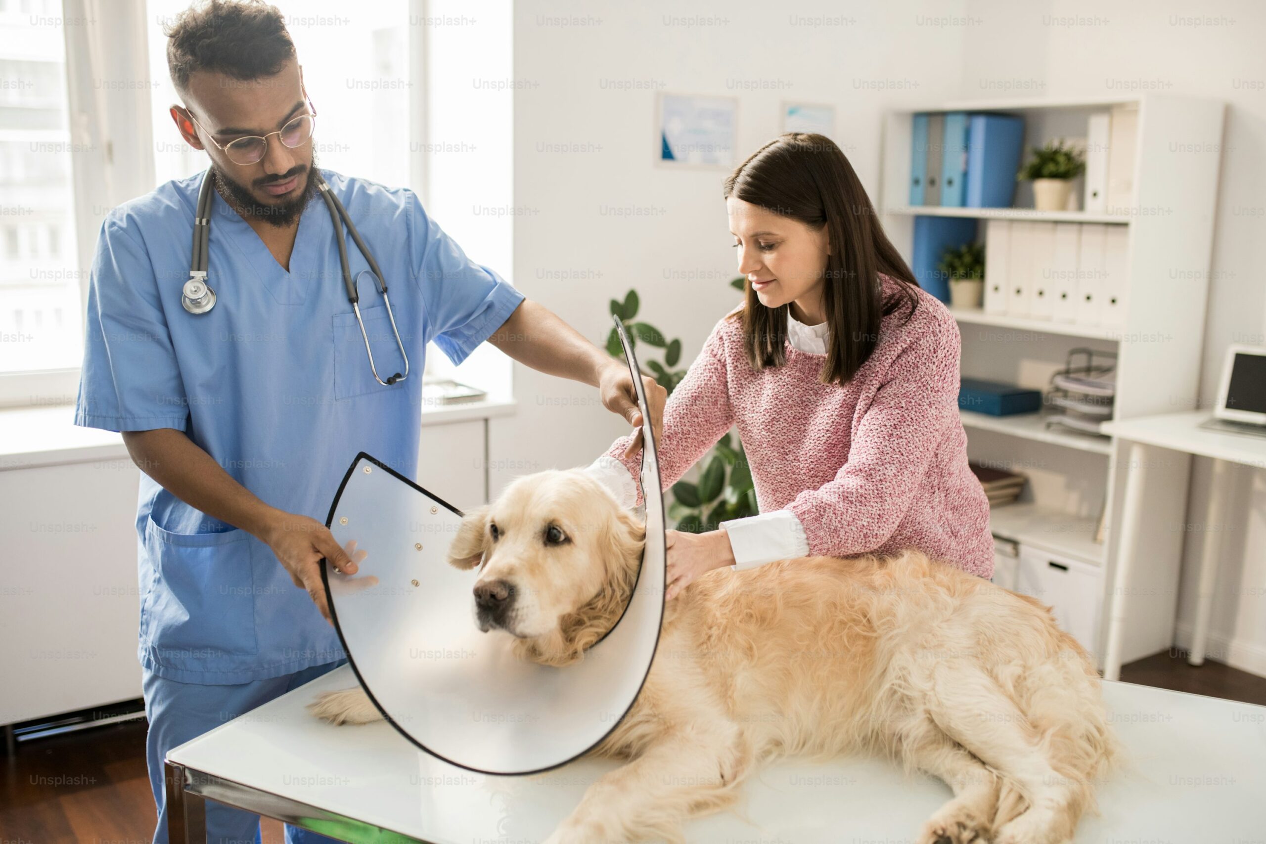 Pet Care and Ownership